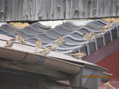 スズメの集団①