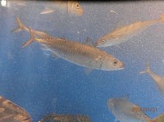 水槽の中の魚④