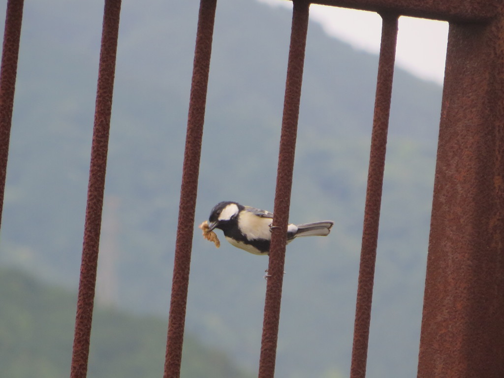 餌を加えてるシジュウカラ