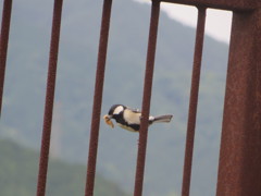 餌を加えてるシジュウカラ