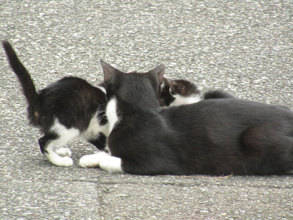 親子でたわむれる猫たち　⑤