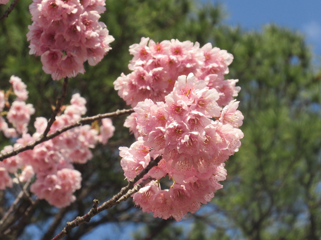 福岡市内の桜の開花⑤