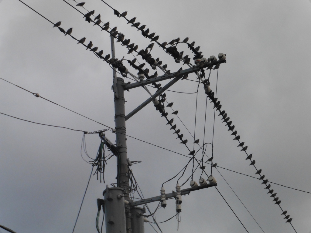 電線の上に群がるムクドリ③