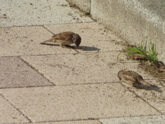 スズメの食事風景①