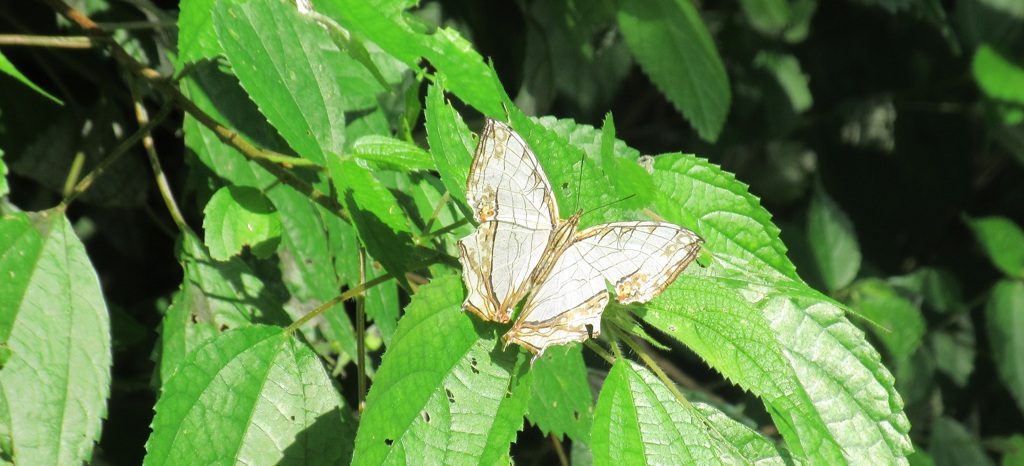 葉の上の蝶