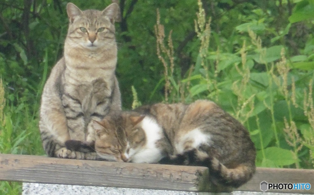 カメラ目線の猫ちゃんと寝てる猫ちゃん