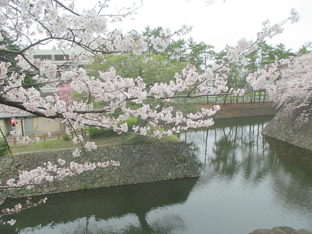 小倉城公園の桜　⑧
