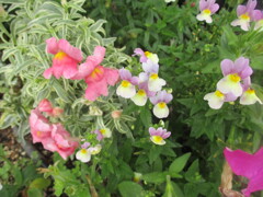 雨に濡れたお花　④