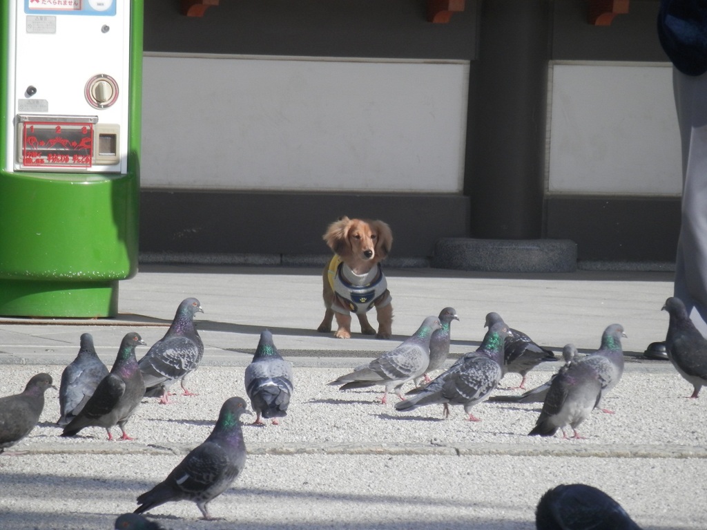 犬と鳩