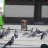 犬と鳩