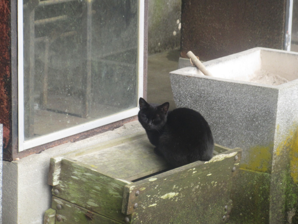 お堂の前でたたずむ猫ちゃん