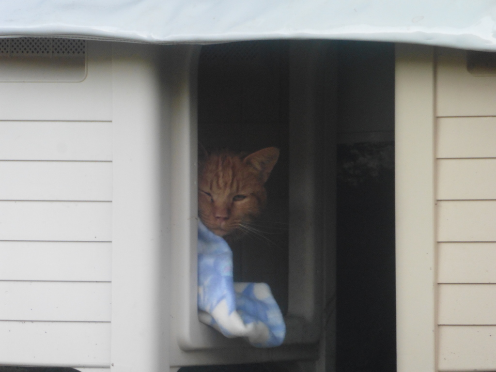 小屋の中から顔を出す猫ちゃん