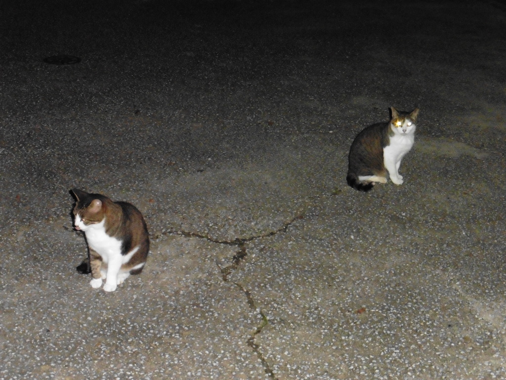 暗闇で2匹の猫ちゃんが