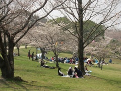 お花見日和　⑤