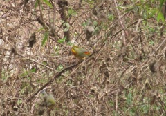 ソウシチョウ②