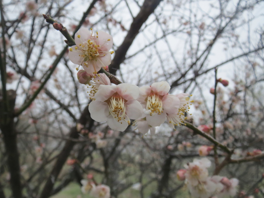 梅の開花　③