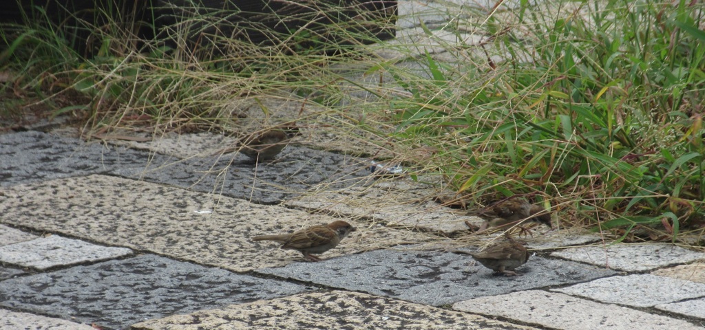 仲間で餌を探すスズメ③