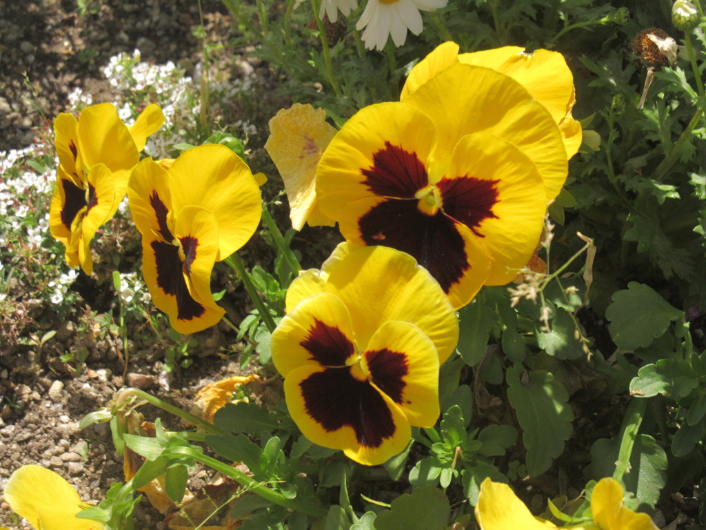 目にとまった春の花　④