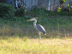 公園のサギ　②