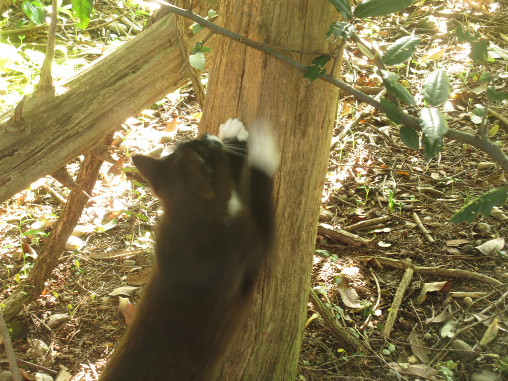 山頂で生活する猫たち④