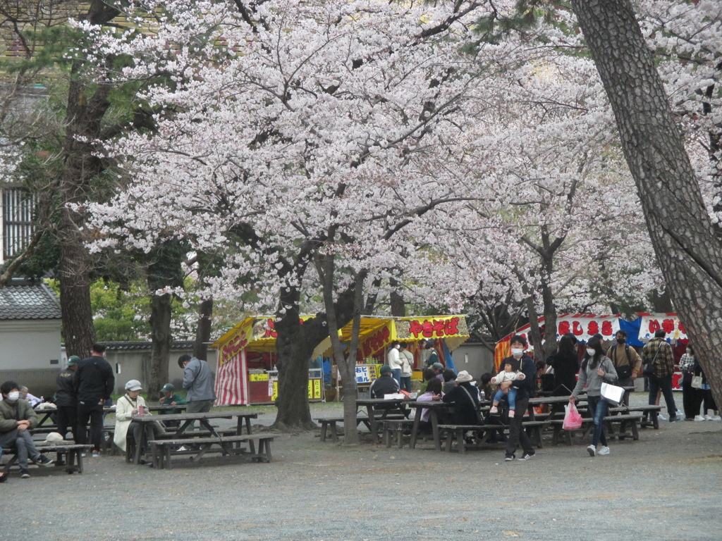 小倉城公園の桜　⑤