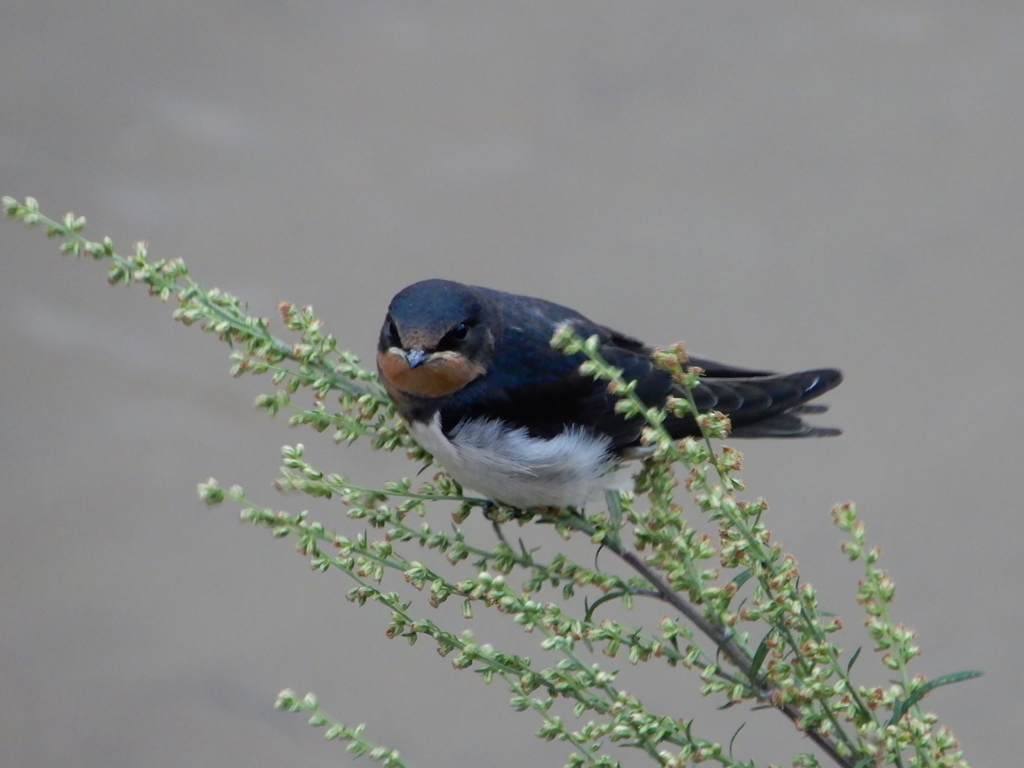 木の枝のとまるツバメ　①