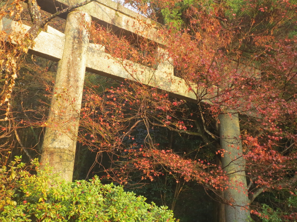 鳥居　①