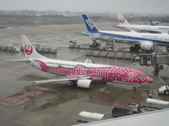 JTA  さくらジンベエ出発