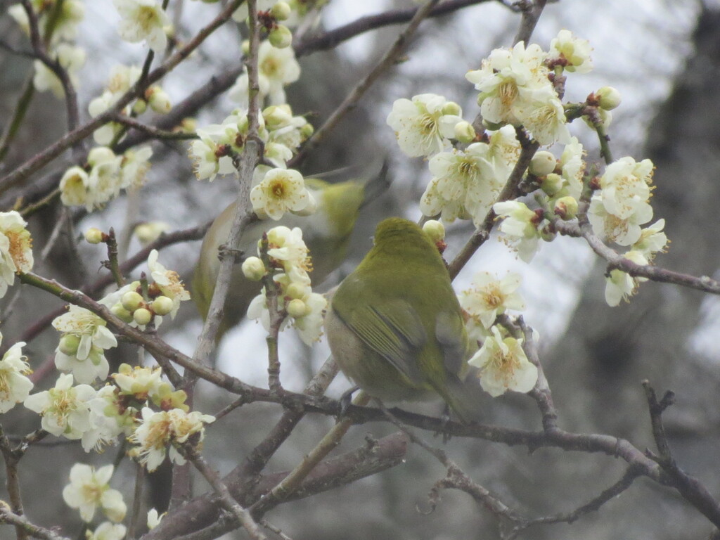 梅とメジロ　④