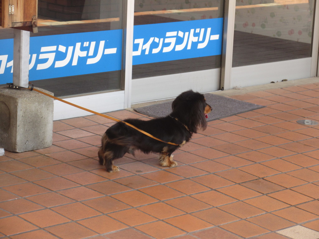 飼い主を待つワンちゃん①