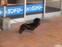 飼い主を待つワンちゃん①