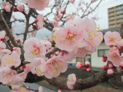 開花した桜　③
