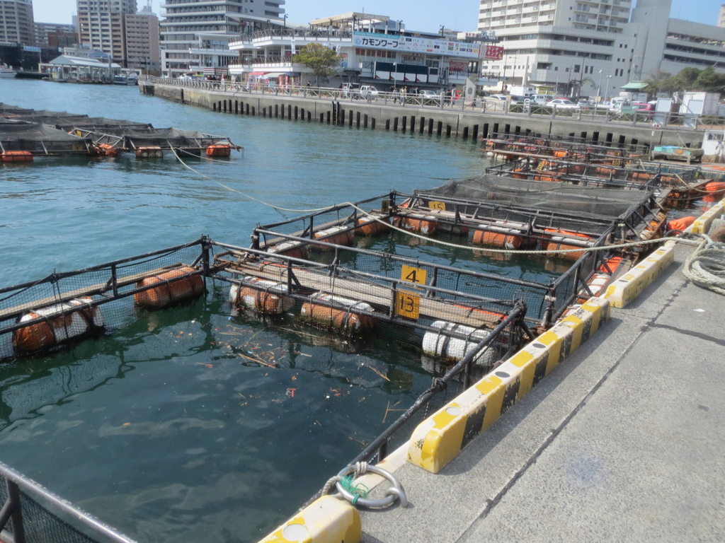 下関の養殖の様子