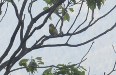 まだまだ頑張ってるメジロ①