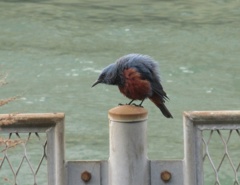 川辺にたたずむ鳥たち③