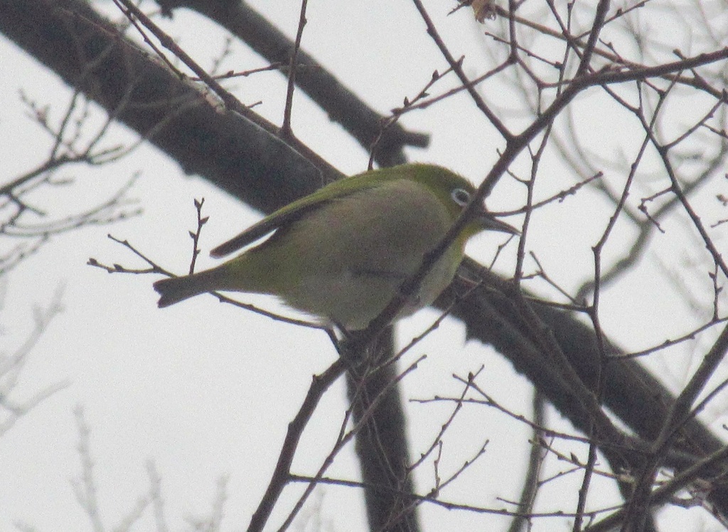 枝の上のメジロ①