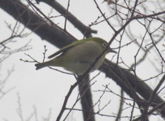 枝の上のメジロ①