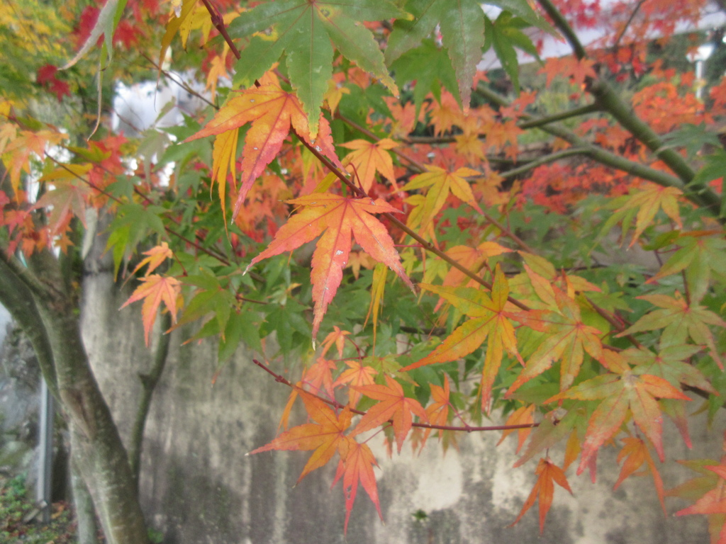 紅葉が見ごろです③