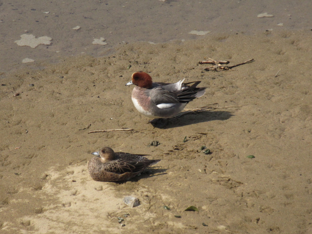 川辺でくつろぐカモたち④