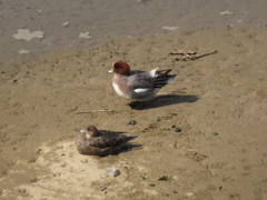 川辺でくつろぐカモたち④