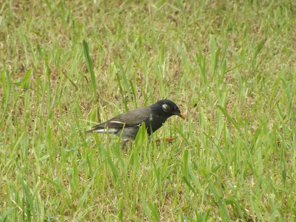 餌を探しているムクドリ