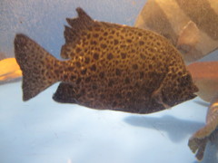 水槽の中の魚②