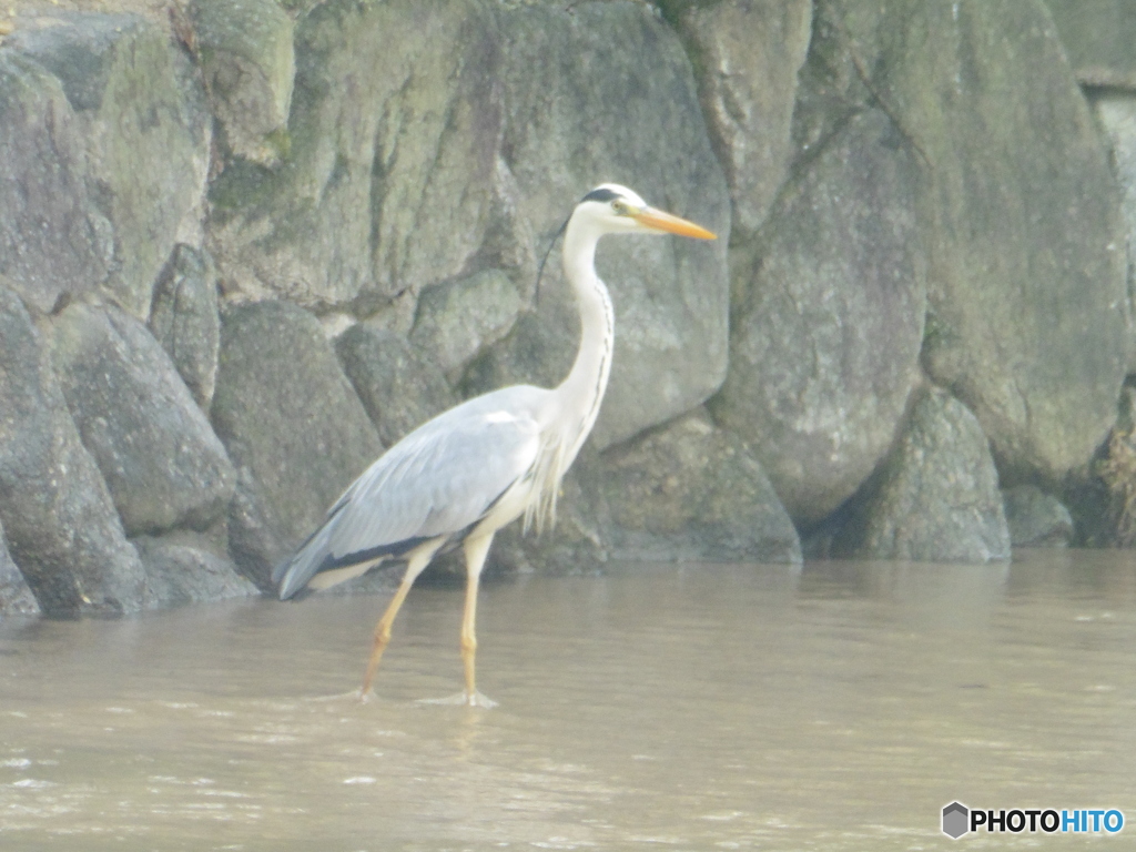 たたずむサギさん②