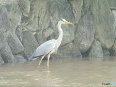 たたずむサギさん②