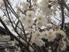 脳古島の桜①