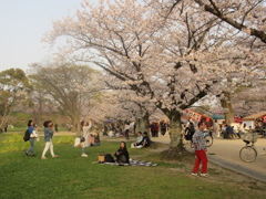 舞鶴公園の花見　②