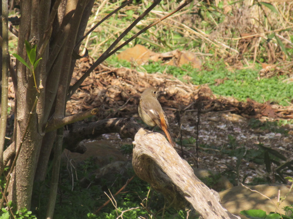 ジョウビタキ①