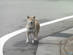 道端で遭遇したワンちゃん