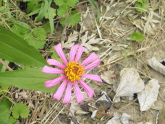 珍しいピンクの花