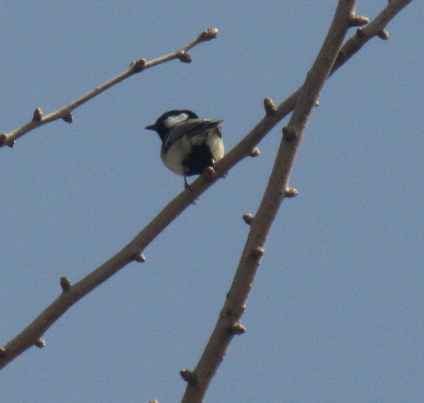 シジュウカラのお尻
